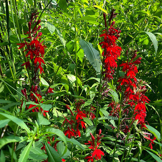Lobelia cardinalis