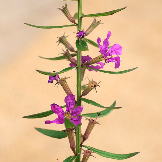 Lythrum alatum