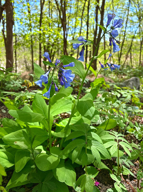 Mertensia virginica