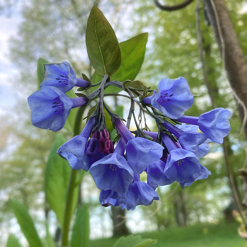 Mertensia virginica