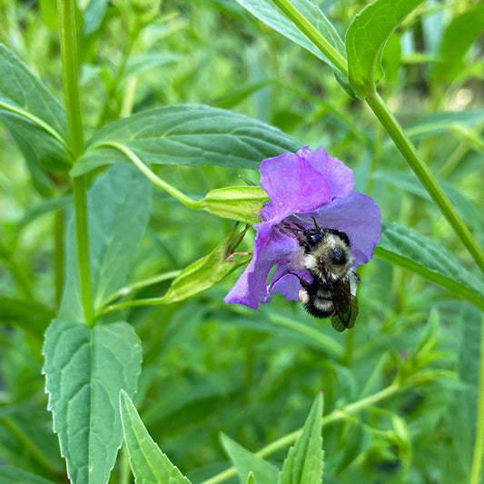 Mimulus ringens