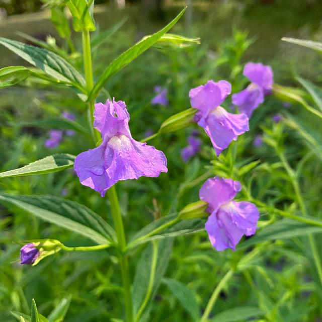 Mimulus ringens - Allegheny Monkey Flower – Honey Petal Plants