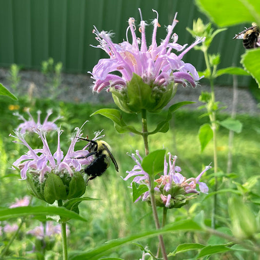 Monarda fistulosa
