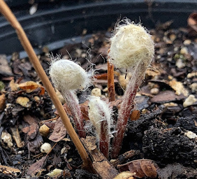 Osmundastrum cinnamomeum