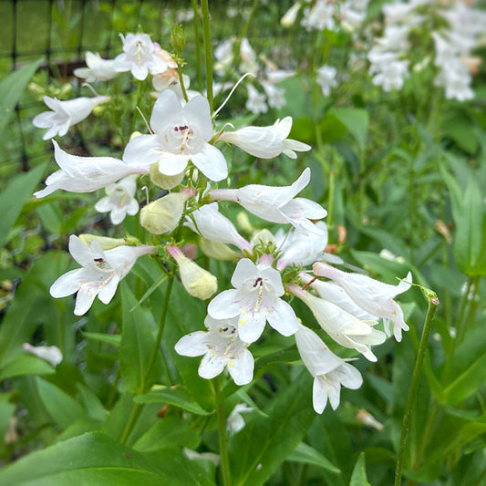 Penstemon digitalis