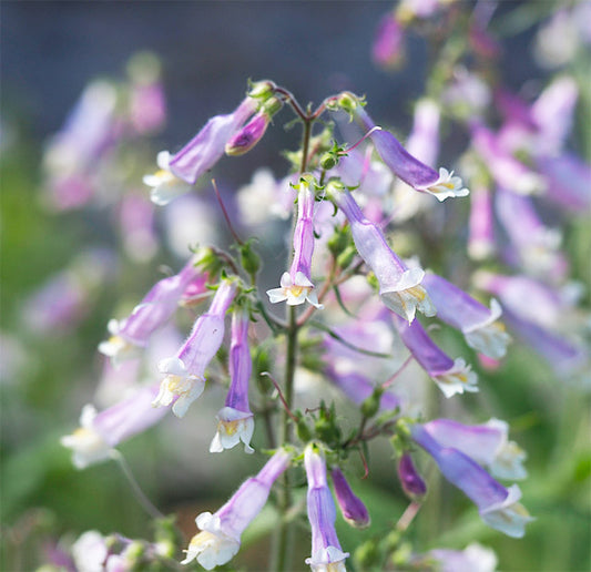 Penstemon hirsutus