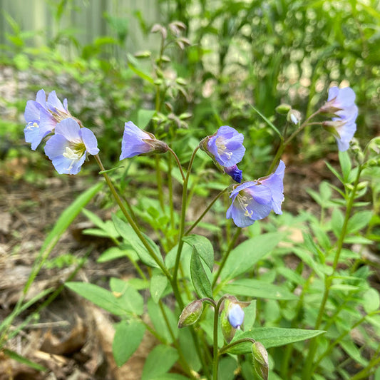 Polemonium reptans