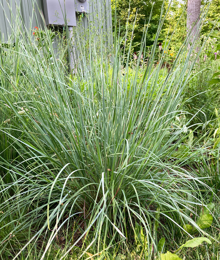 Schizachyrium scoparium