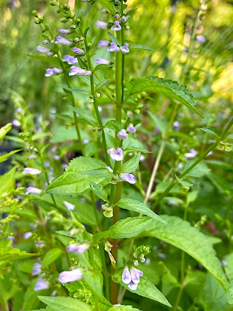 Scutellaria lateriflora - Mad Dog Skullcap