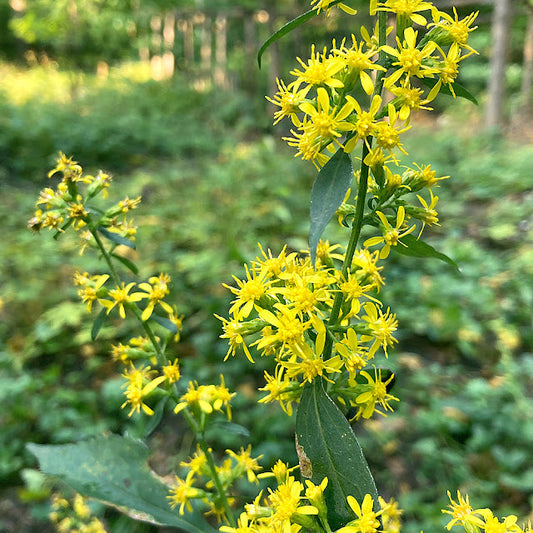 Solidago flexicaulis