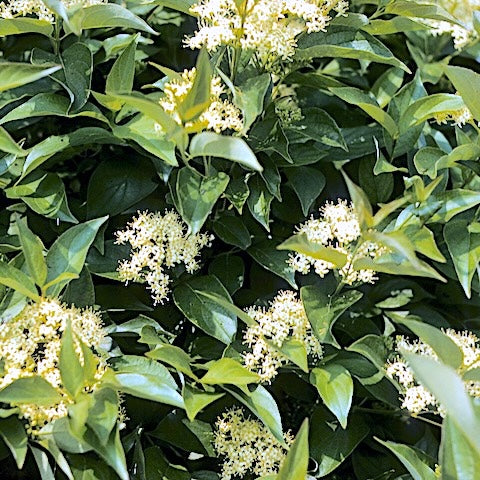 Swida racemosa
