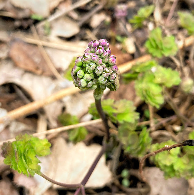 Thalictrum dioicum