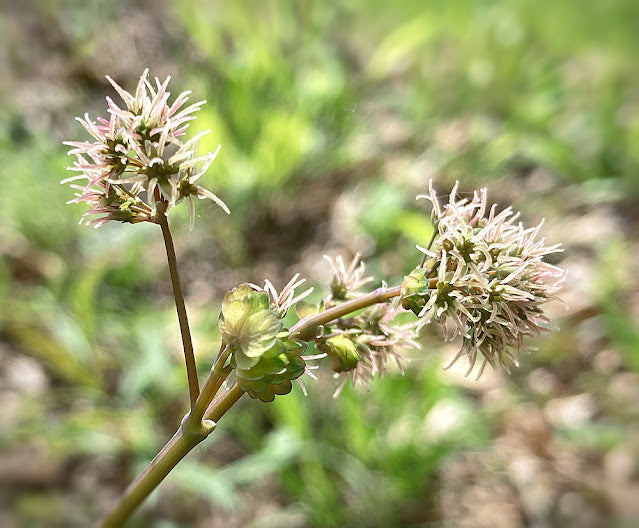 Thalictrum dioicum