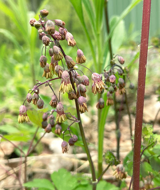 Thalictrum dioicum