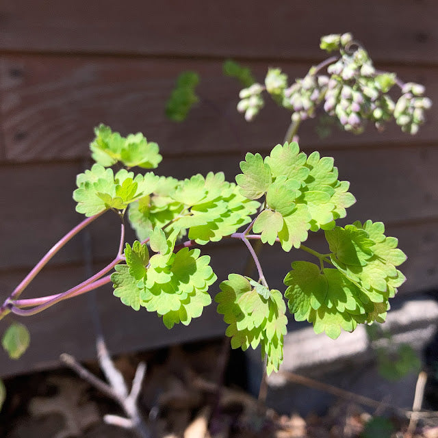 Thalictrum dioicum