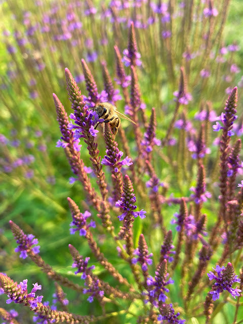 Verbena hastata