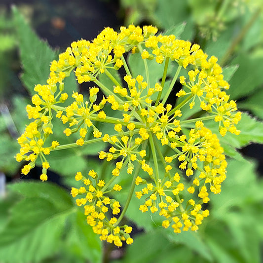 Zizia aurea