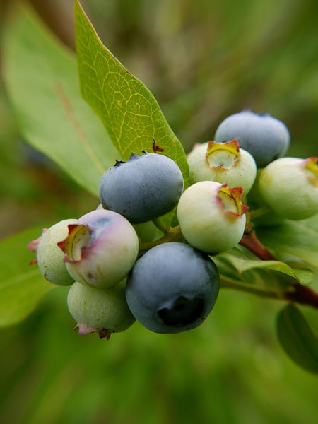 Vaccinium corymbosum - Highbush Blueberry