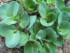 Hosta 'Blue Mouse Ears' - Plantain Lily