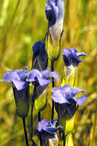 Gentianopsis crinita - Greater Fringed Gentian