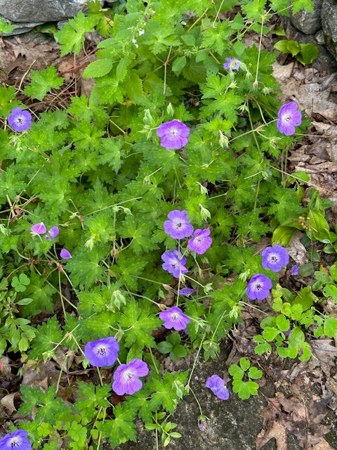 Geranium x 'Rozanne'
