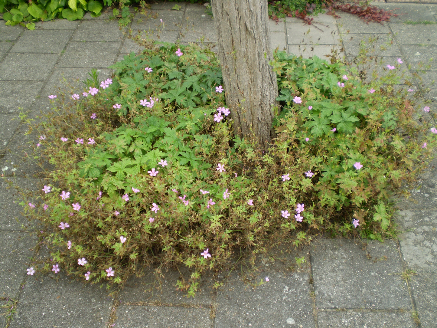 Geranium macrorrhizum 'Spessart' - Bigroot Cranesbill cultivar