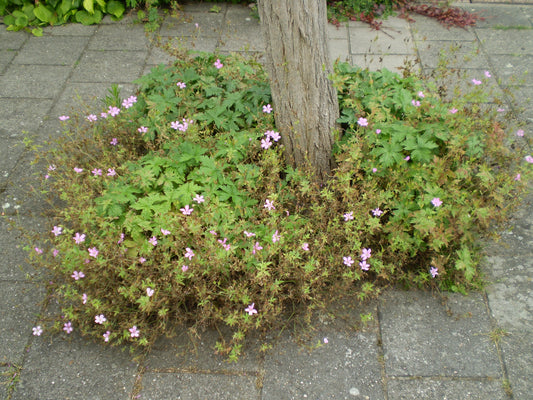 Geranium macrorrhizum 'Spessart' - Bigroot Cranesbill cultivar