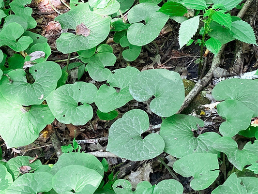 Asarum canadense
