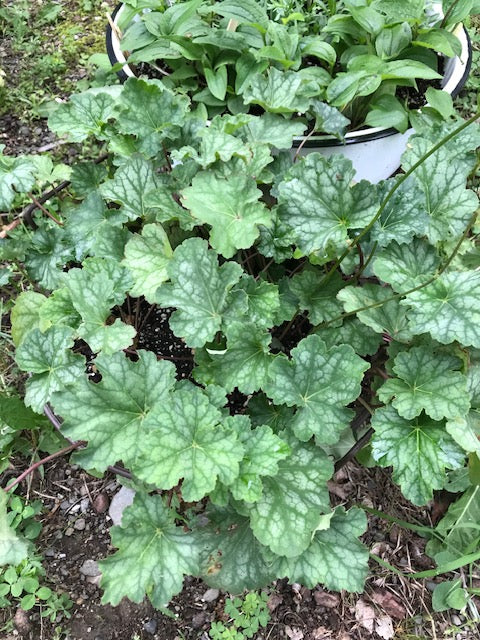 Heuchera americana 'Dale's Strain' - Coral Bells cultivar
