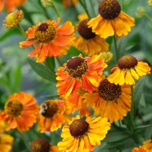 Helenium 'Mardi Gras' - Helen's Flower cultivar