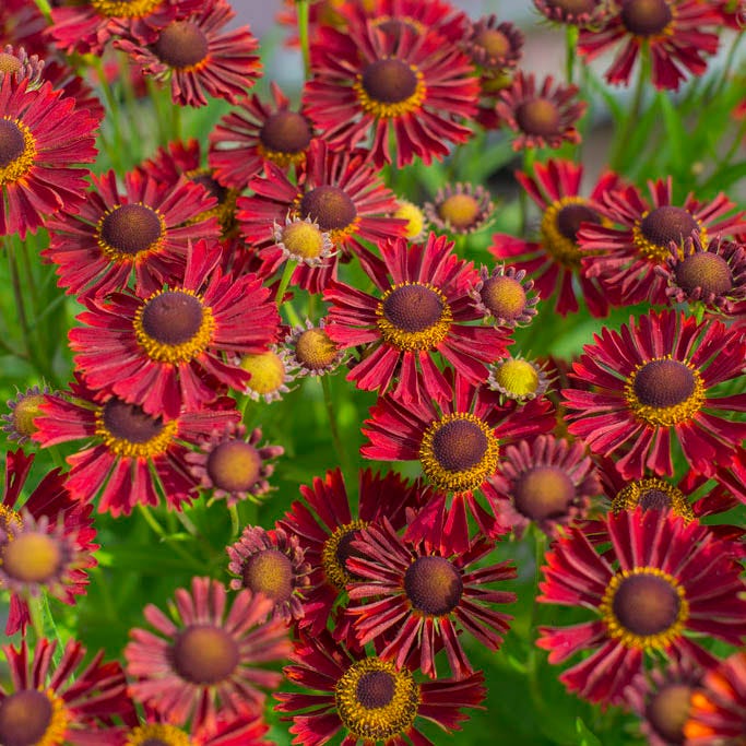 Helenium 'Mariachi Siesta' - Helen's Flower cultivar