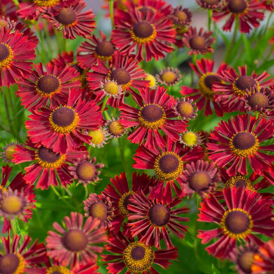 Helenium 'Mariachi Siesta' - Helen's Flower cultivar