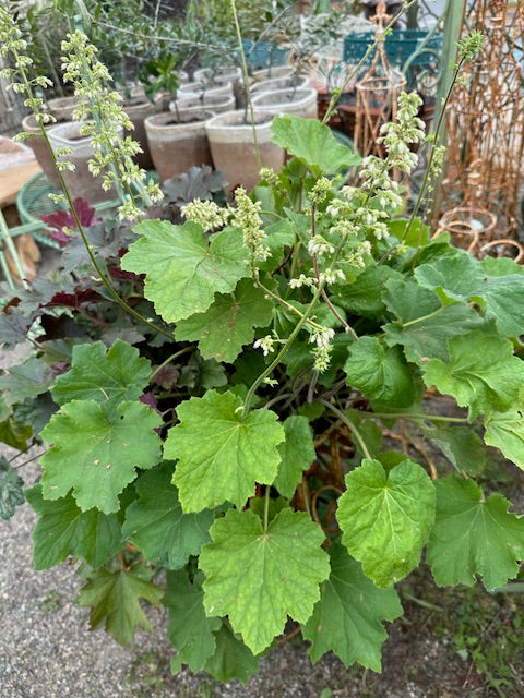 Heuchera villosa 'Autumn Bride'