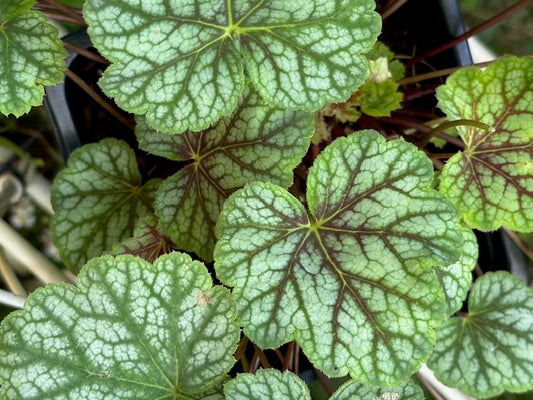 Heuchera americana 'Green Spice'