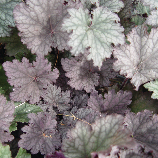 Heuchera x 'Frosted Violet'