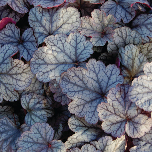 Heuchera 'Silver Scrolls' - Coral Bells cultivar
