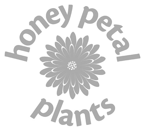 Honey Petal Plants