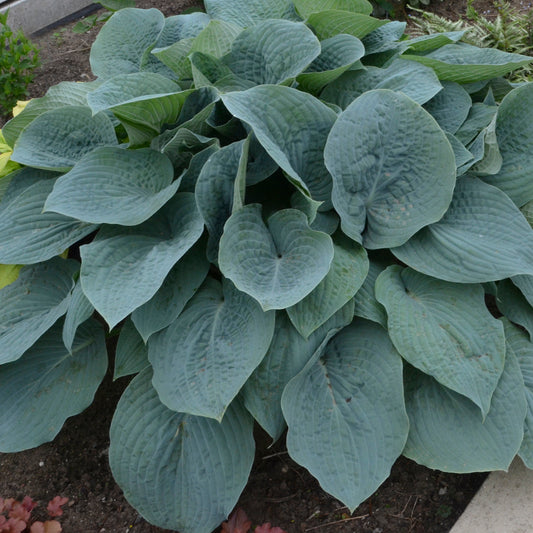 Hosta 'Blueberry Muffin'