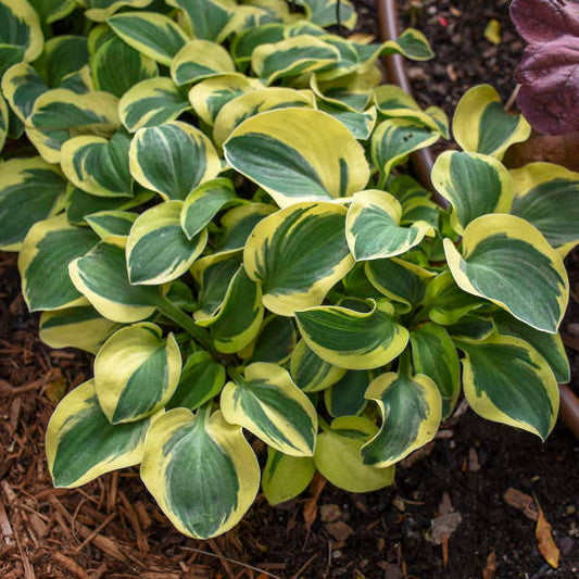 Hosta 'Mighty Mouse'