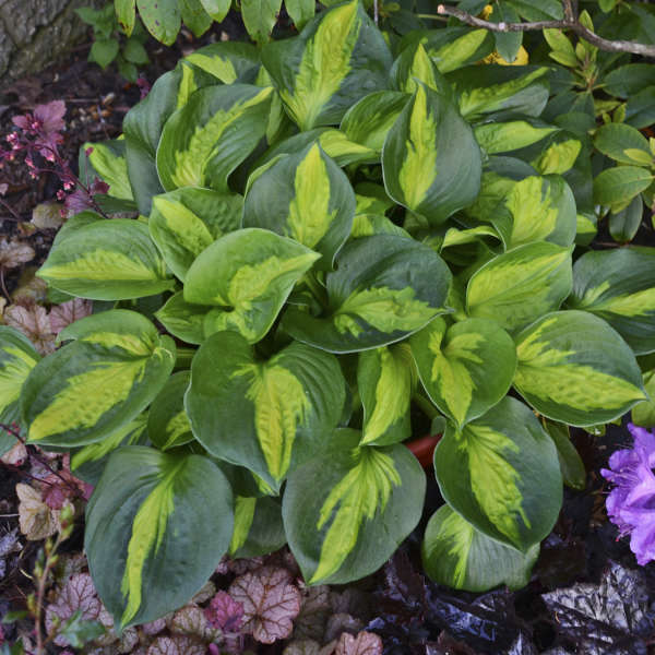 Hosta 'Pocket Full of Sunshine' - Plantain Lily cultivar