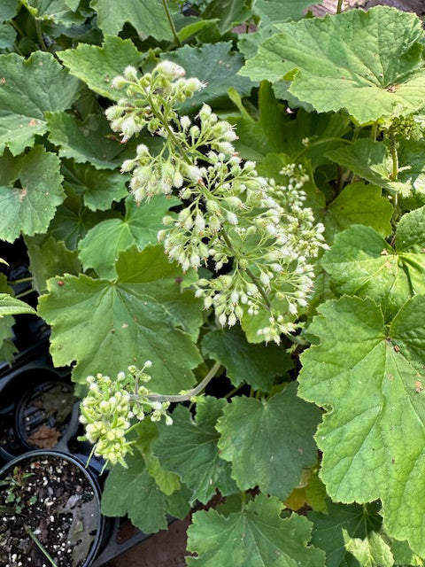 Heuchera villosa 'Autumn Bride'
