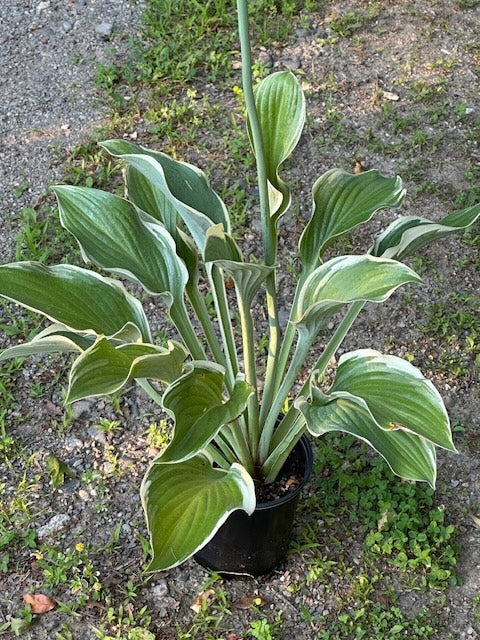 Hosta 'Regal Splendor'