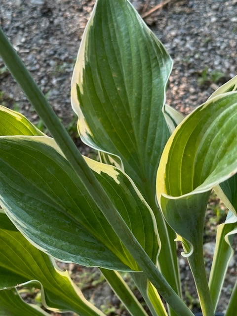 Hosta 'Regal Splendor'