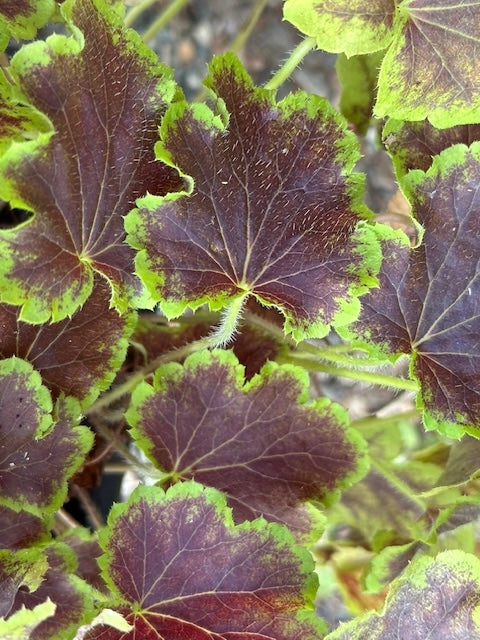 Heucherella 'Solar Eclipse'