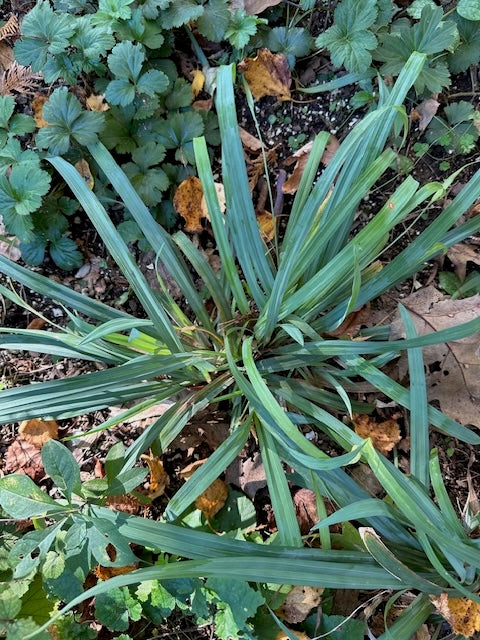 Carex laxiculmis - Spreading Sedge – Honey Petal Plants
