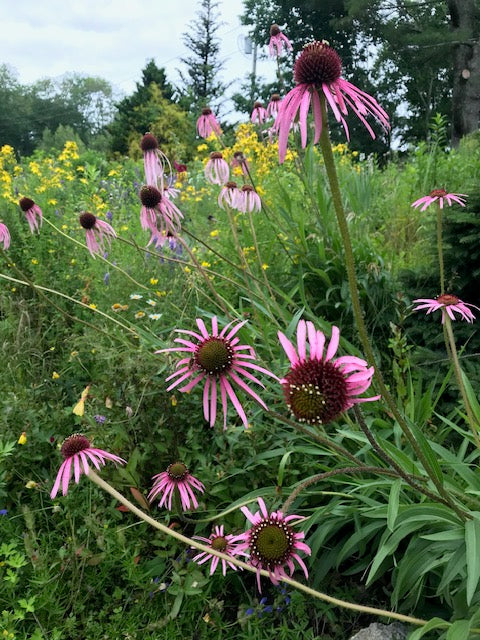 Echinacea pallida