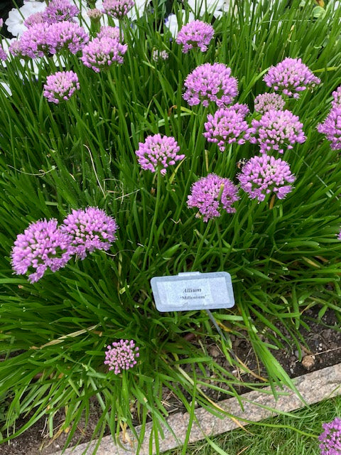 Allium 'Millenium'