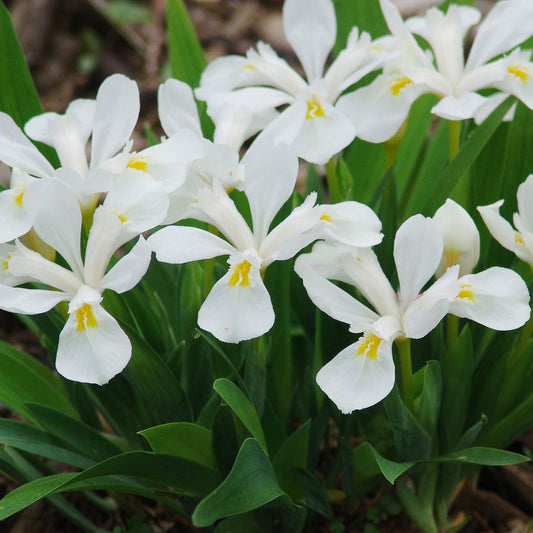 Iris cristata 'Tennessee White'