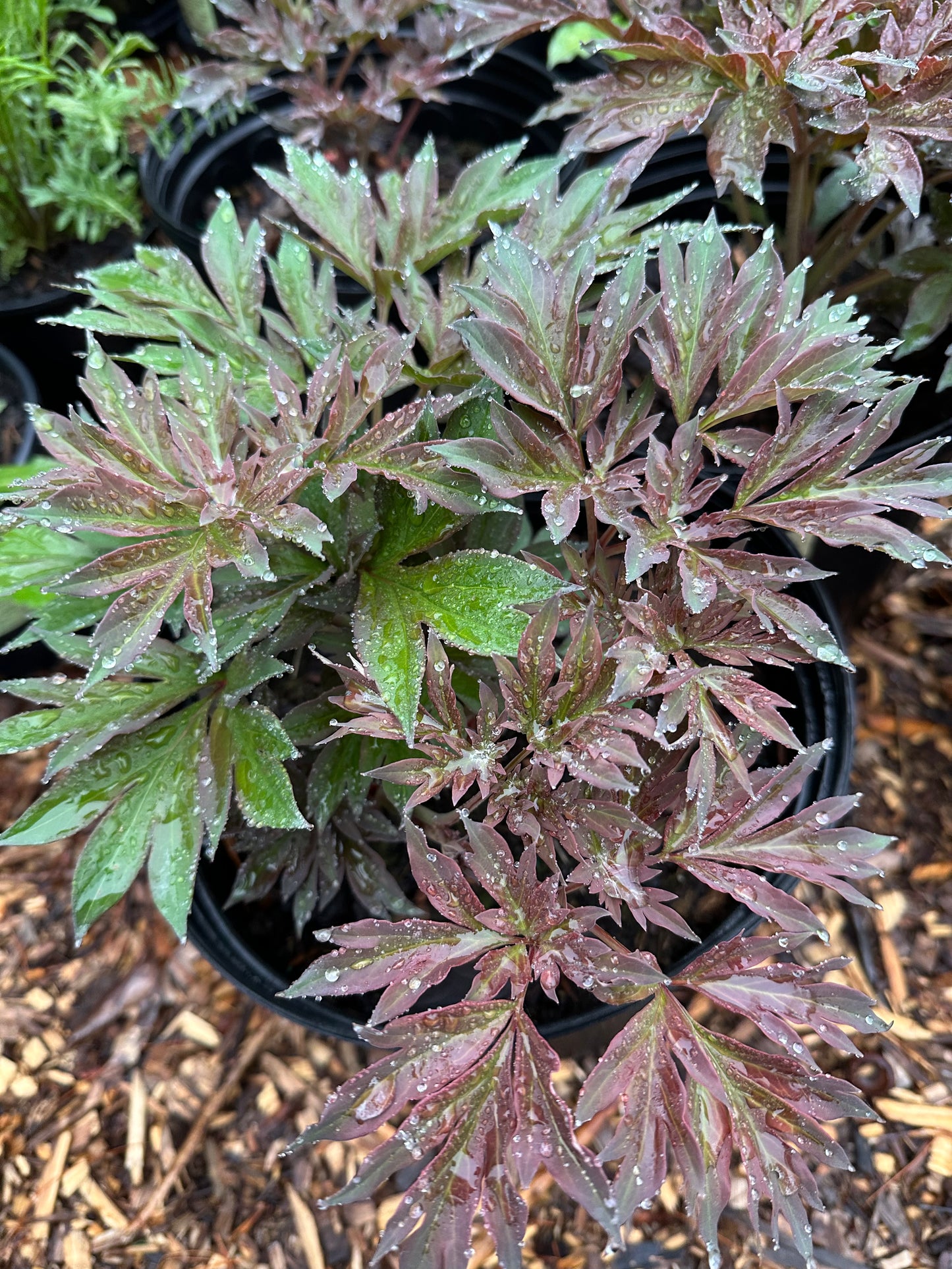 Paeonia x Itoh 'Bartzella'