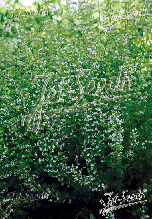 Calamintha nepeta subsp. nepeta